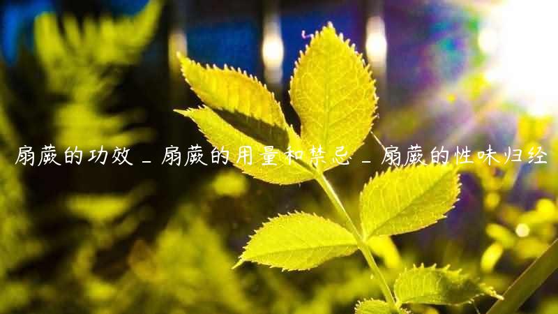 扇蕨的功效_扇蕨的用量和禁忌_扇蕨的性味归经