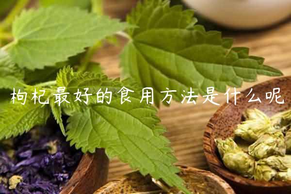 枸杞最好的食用方法是什么呢