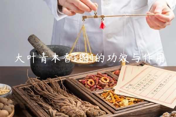 大叶青木香[图]的功效与作用