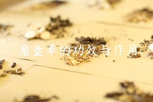 磨盘草的功效与作用