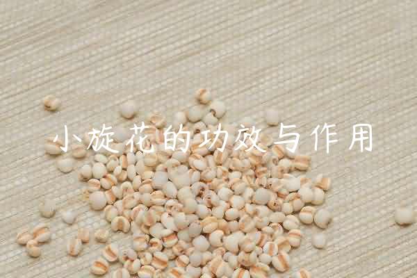 小旋花的功效与作用