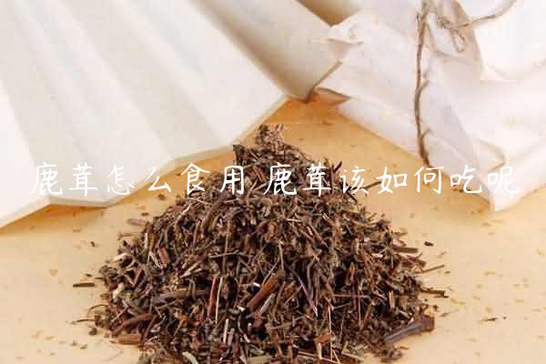 鹿茸怎么食用 鹿茸该如何吃呢