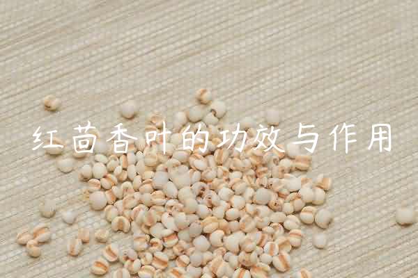 红茴香叶的功效与作用