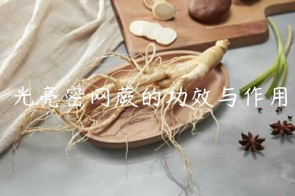 光亮密网蕨的功效与作用