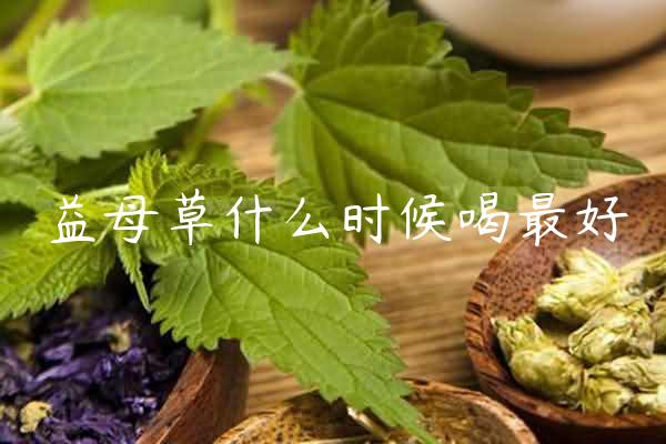 益母草什么时候喝最好