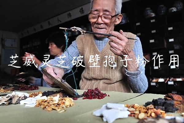 芝威灵芝破壁孢子粉作用