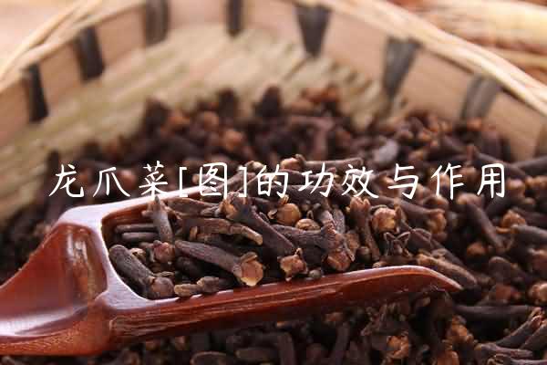 龙爪菜[图]的功效与作用