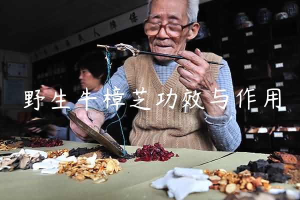 野生牛樟芝功效与作用